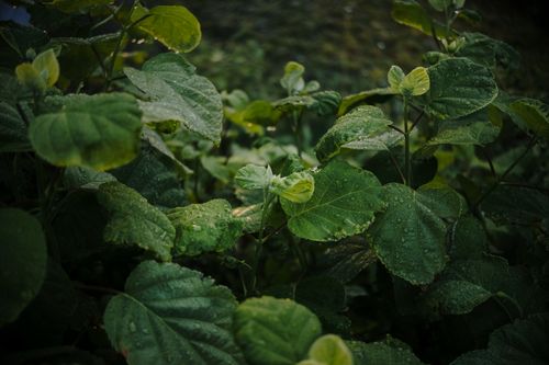 Free Close-up of dewy green leaves captured in Minsk, showcasing vibrant foliage and fresh morning atmosphere. Stock Photo