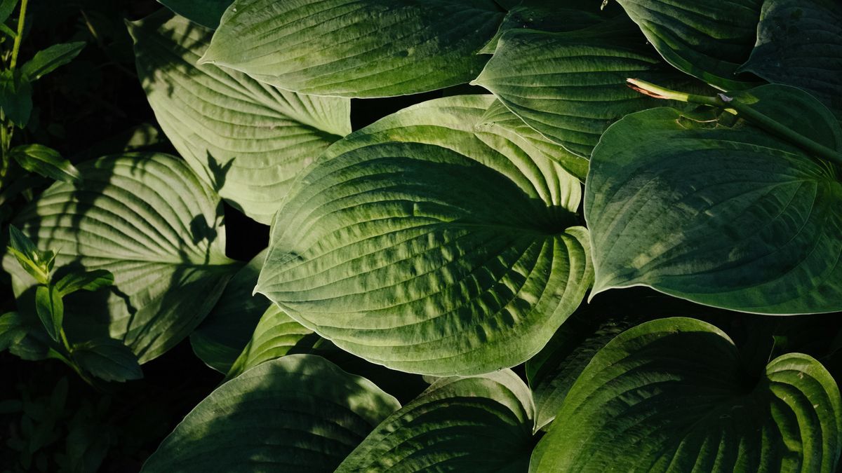 Créer un jardin dombre avec des plantes adaptées à Angers