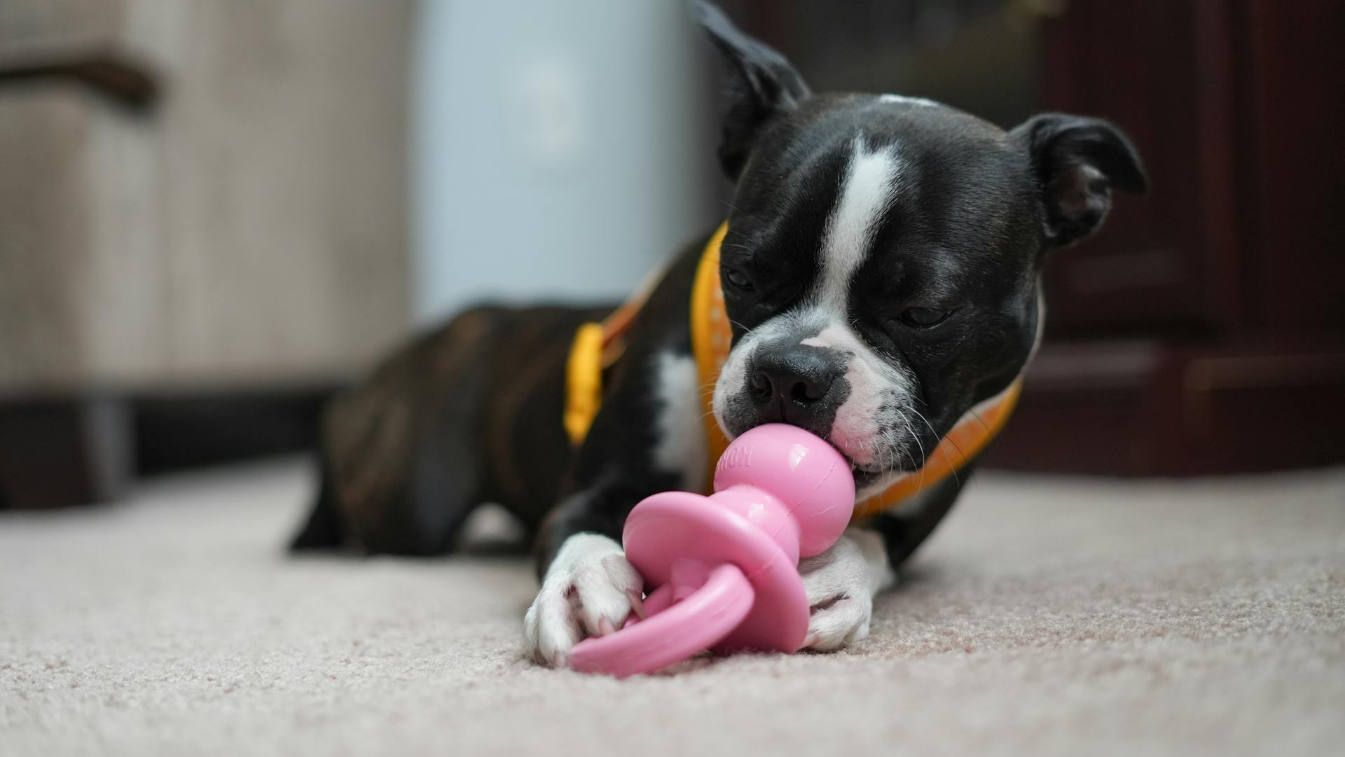 Boston terrier puppy