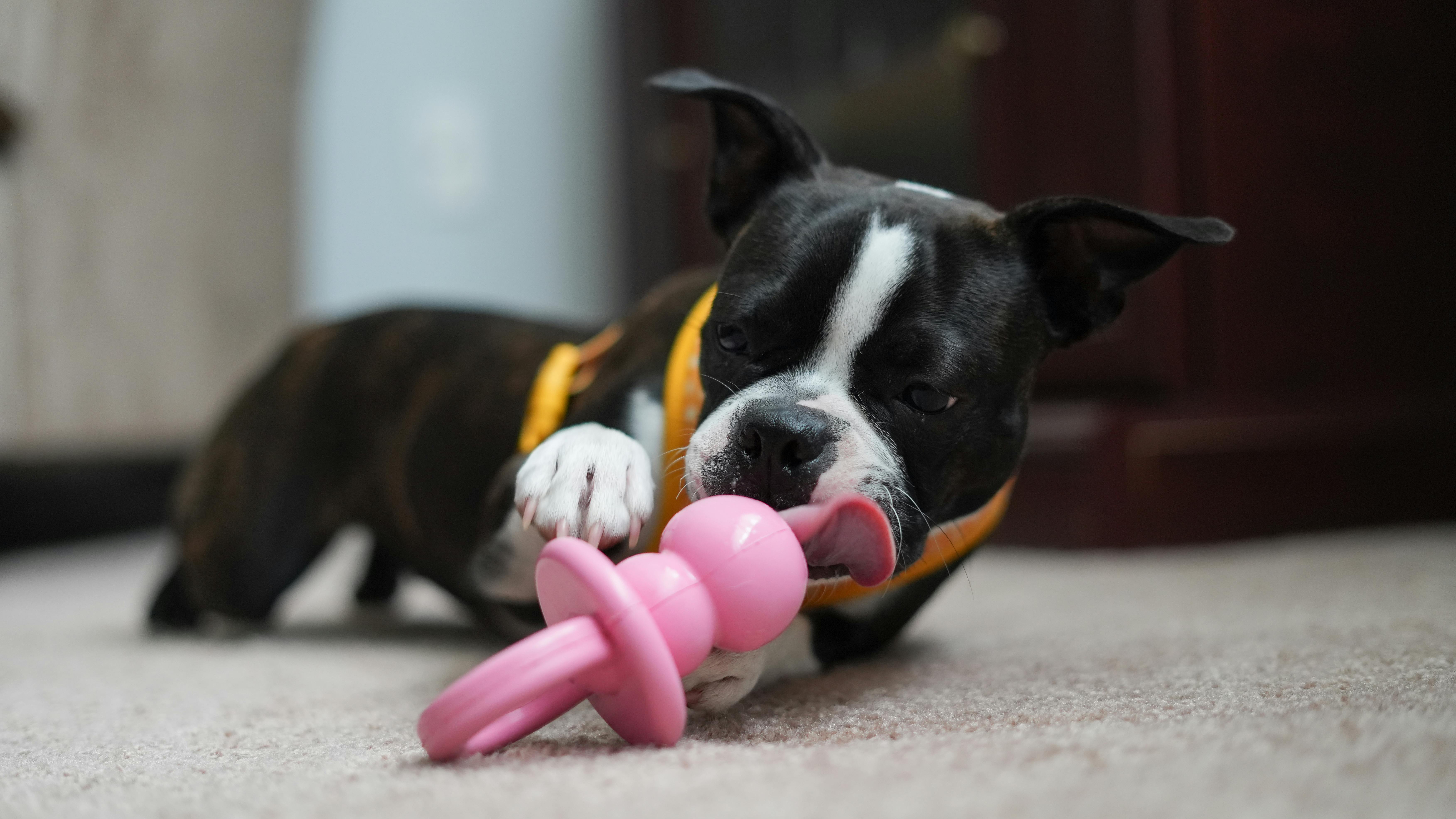 Boston terrier puppy