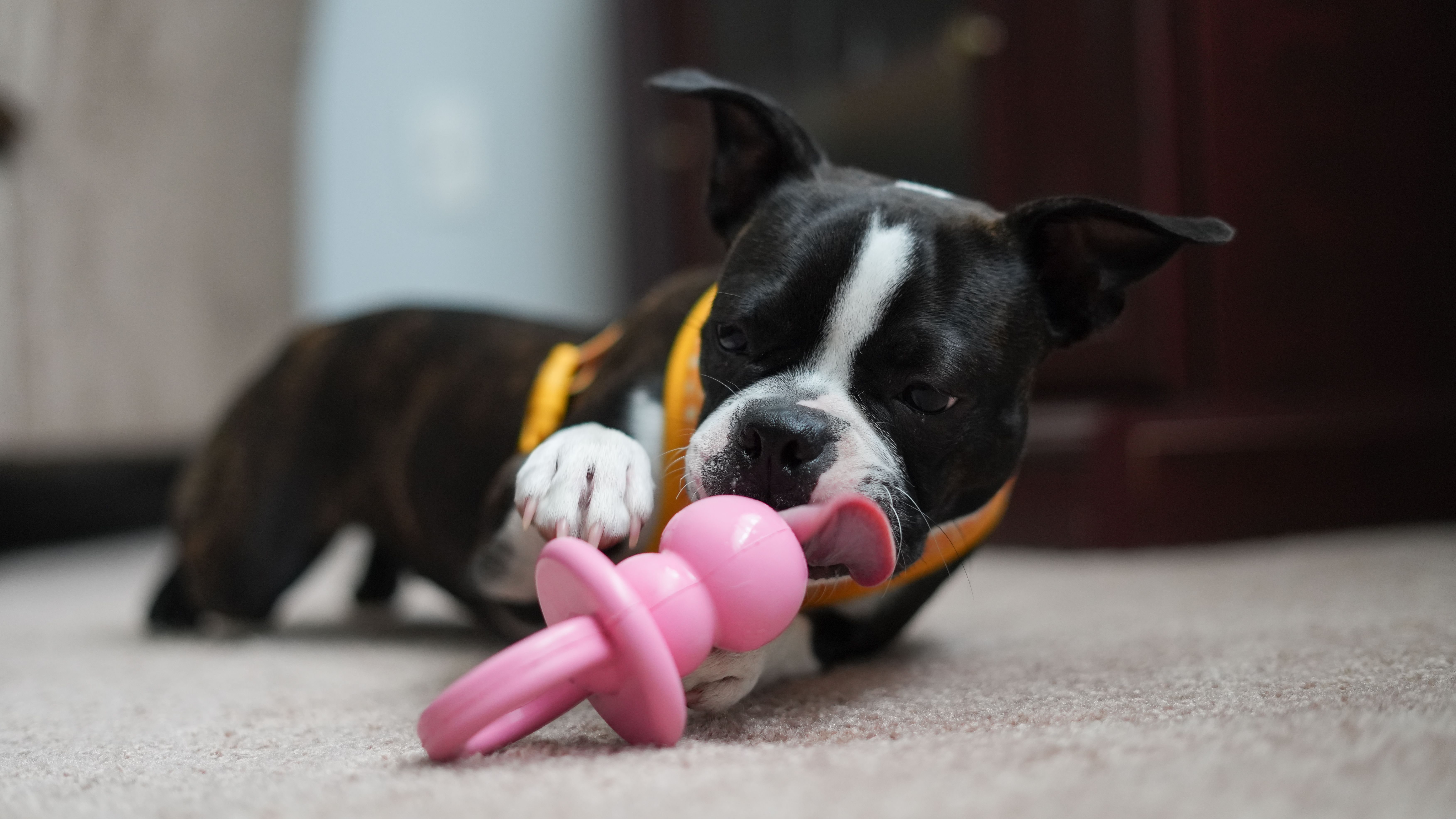 Juguetón Boston Terrier Con Juguete Rosa En El Interior · Foto de stock ...