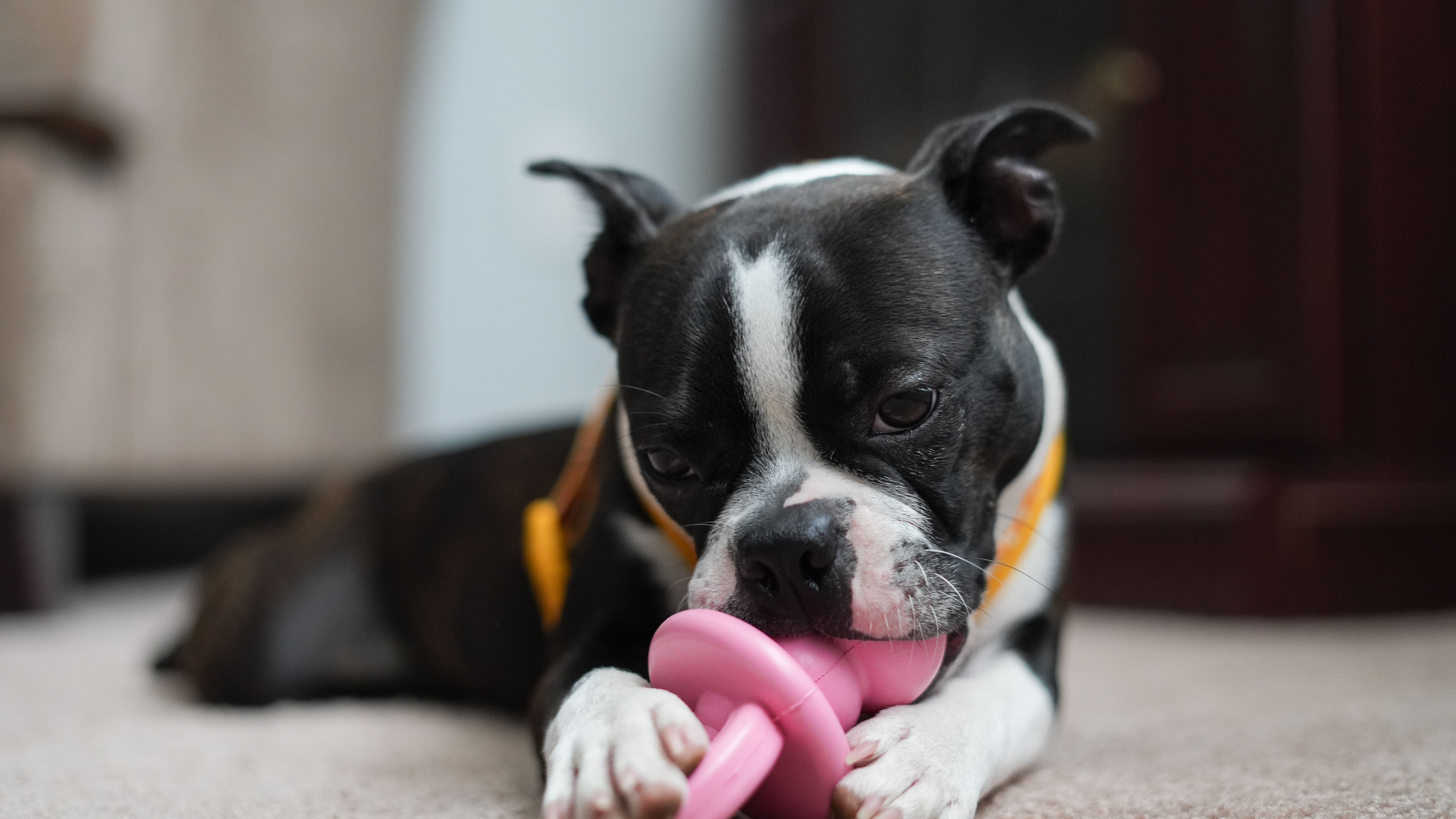 Pet care: Solving puppy tooth troubles and grooming gaffes — Photo by Sean Brannon on Pexels