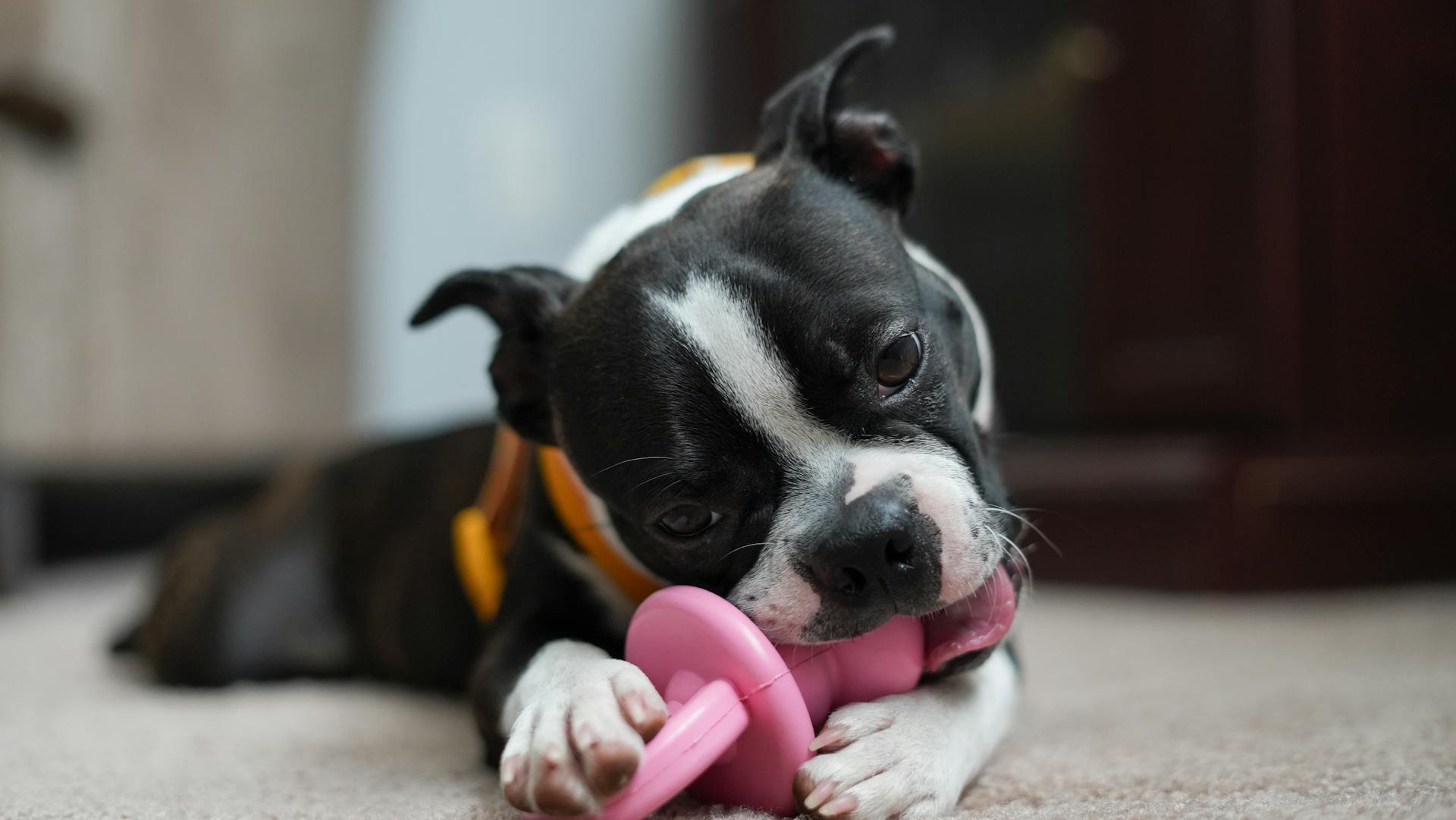 Chiot de Boston Terrier jouet à mâcher à l'intérieur