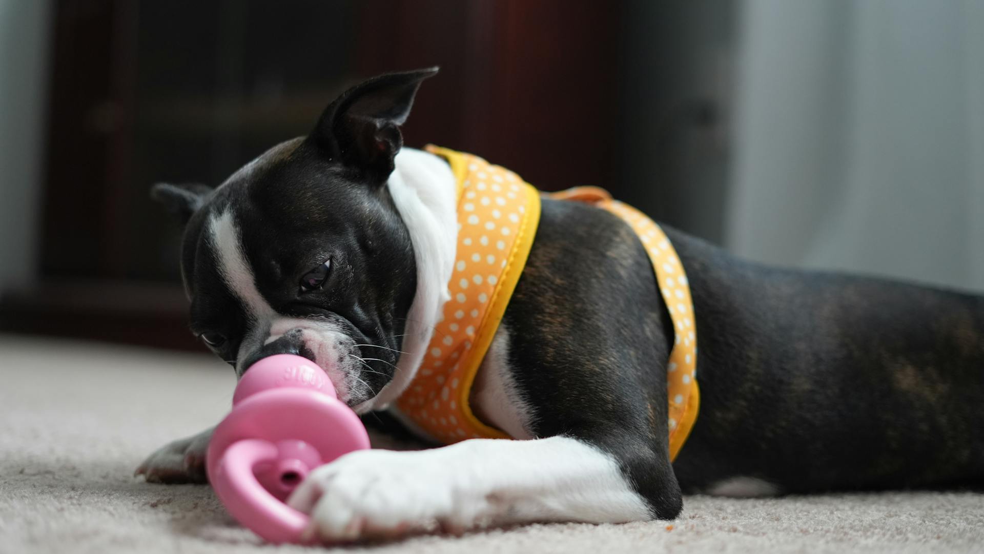 Boston terrier puppy