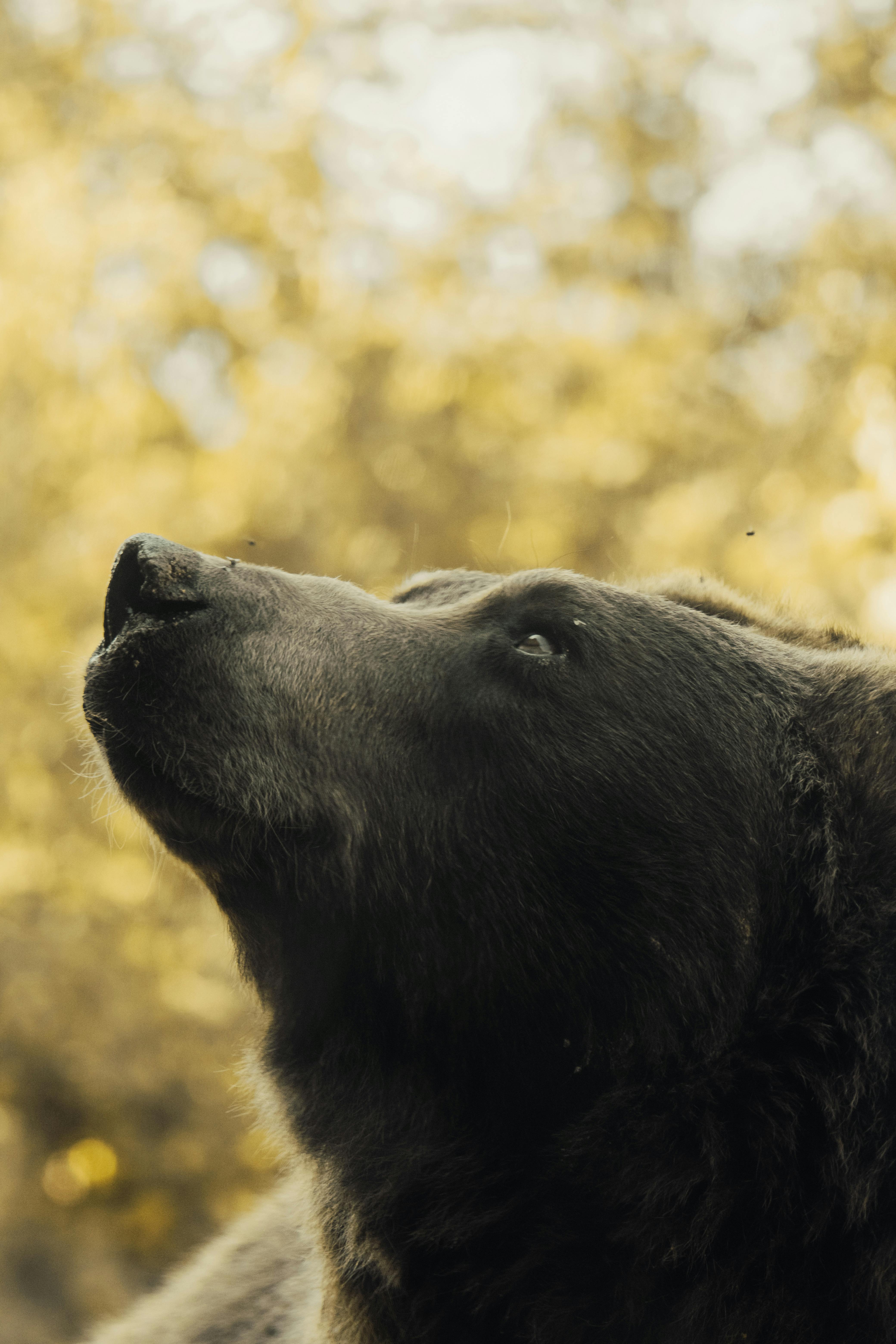 captivating grizzly bear in autumn wilderness