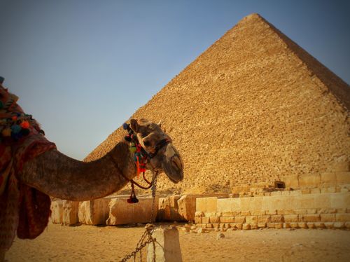 Free A camel stands in front of the Great Pyramid of Giza in Egypt, showcasing ancient architecture. Stock Photo