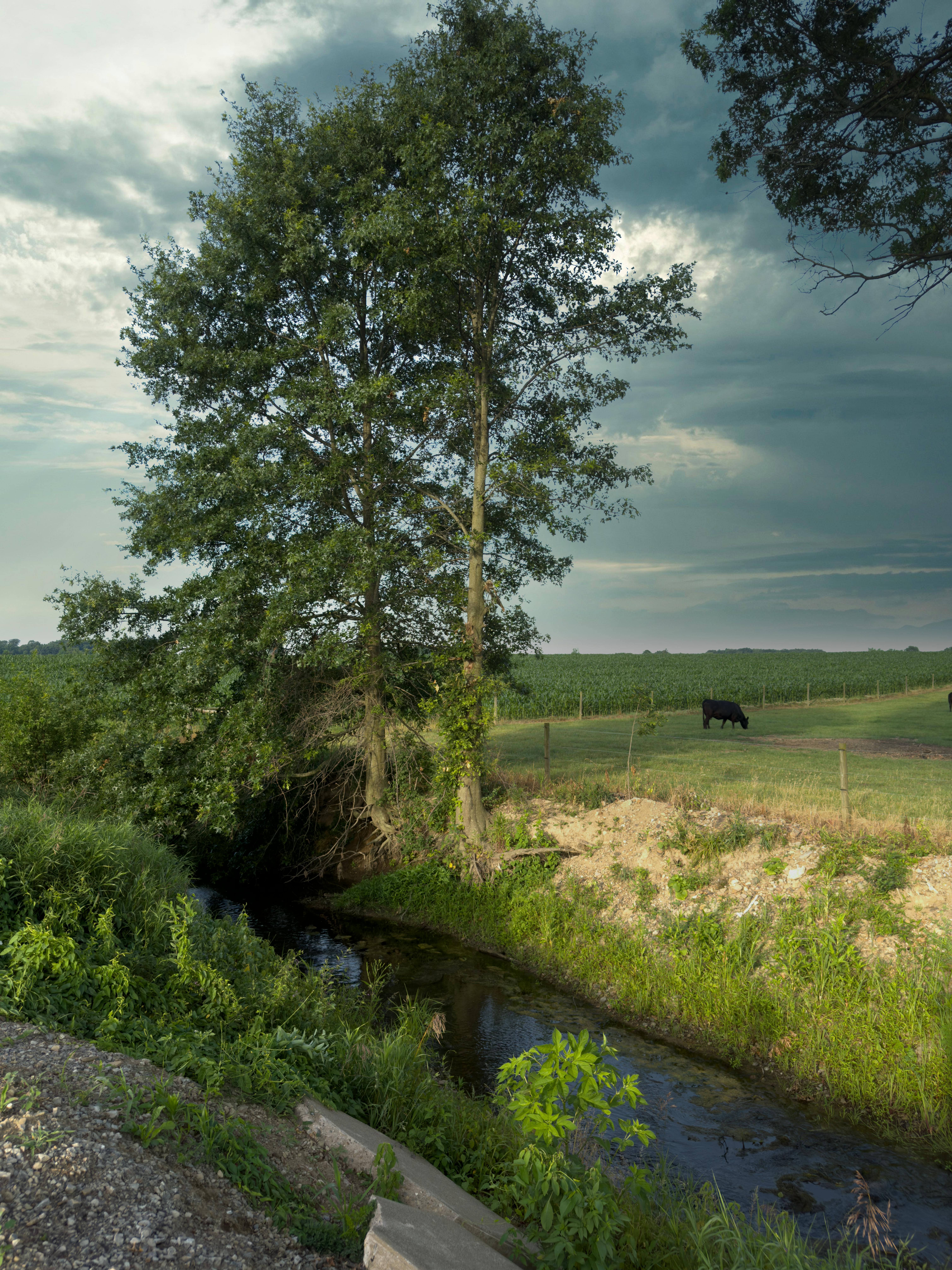 Tranquil farmland landscape in Smithville, Ohio with a cow near a stream under a dramatic sky.