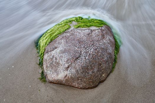 A close-up shot of a seaweed covered rock on the sandy beach of Bergen auf Rügen, Germany.