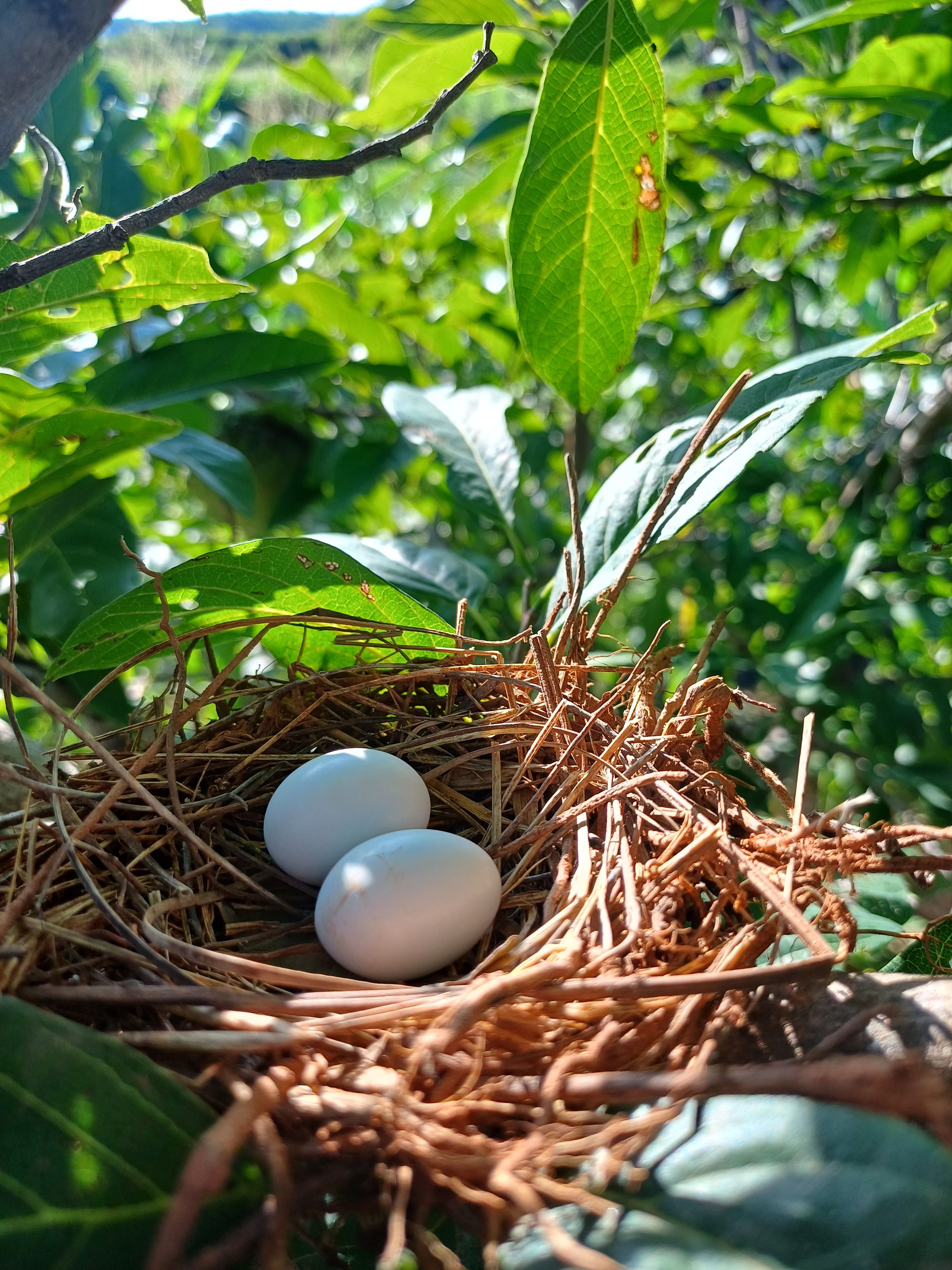 Bird Nest with White Eggs in Lush Greenery · Free Stock Photo