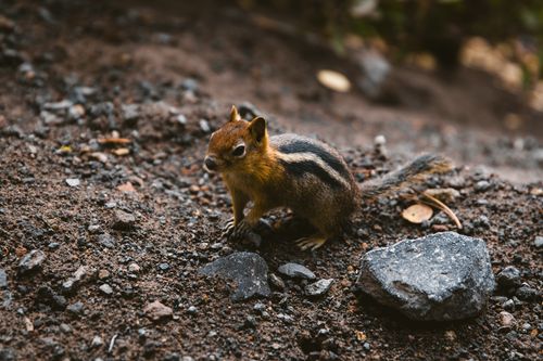 Free A chipmunk sits alert on rocky ground, showcasing its vibrant fur against a natural backdrop. Stock Photo