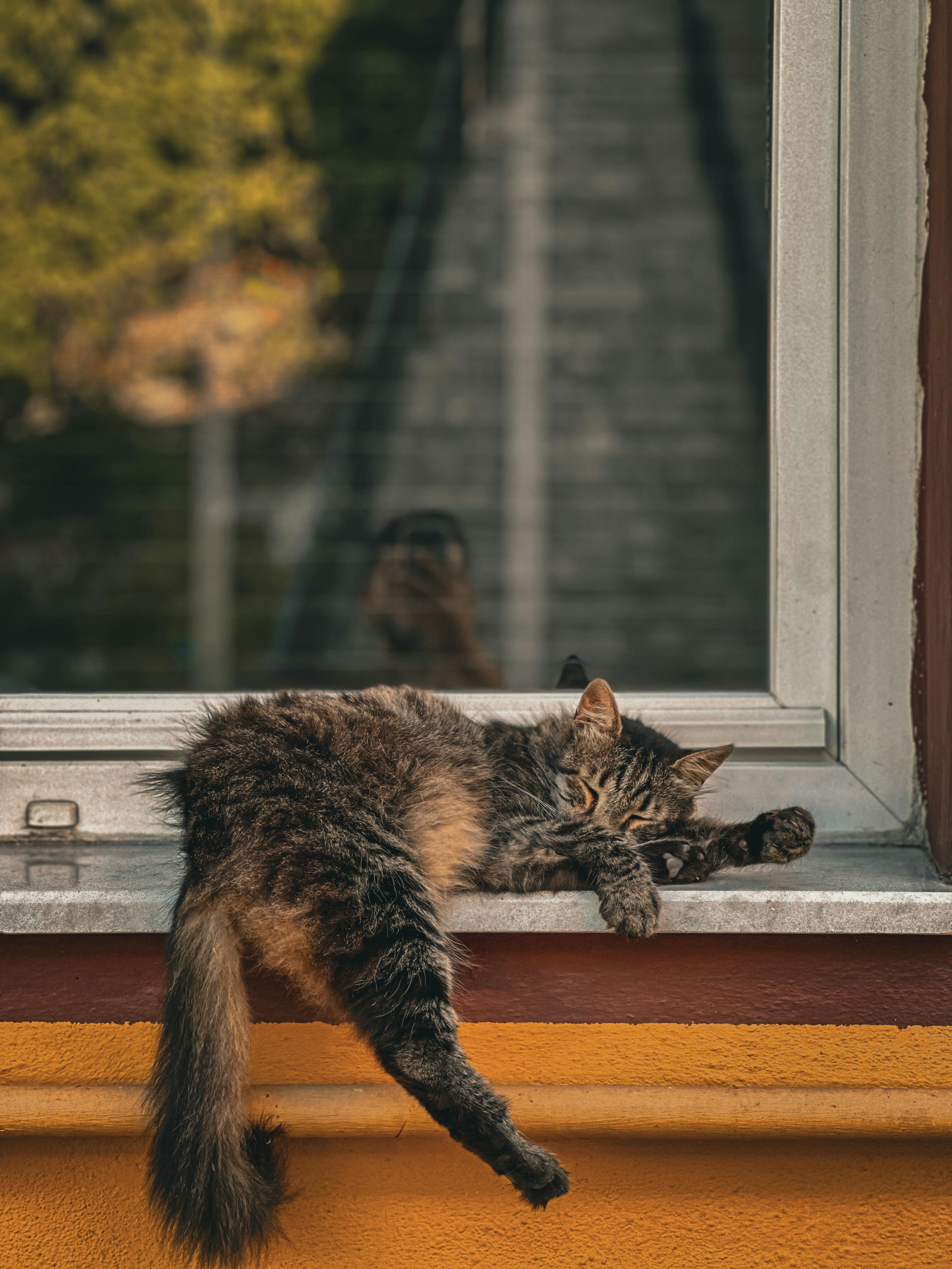 Freaky Cat Photos, Download The BEST Free Freaky Cat Stock Photos & HD