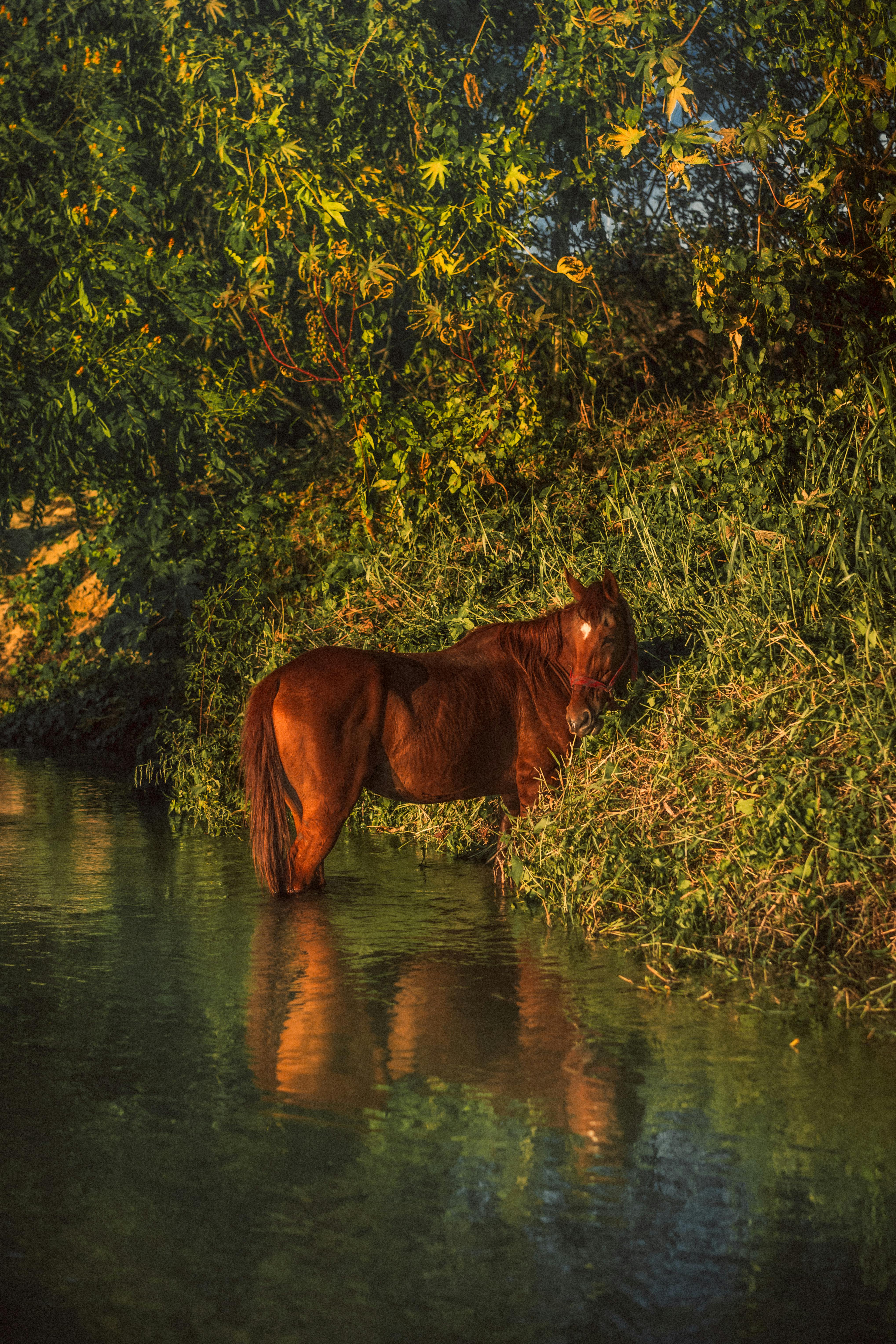 A beautiful brown horse stands by a serene river surrounded by lush greenery in Puerto Escondido, Mexico.