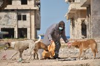 A woman wearing a face mask feeds stray dogs among ruins in Benghazi, Libya.