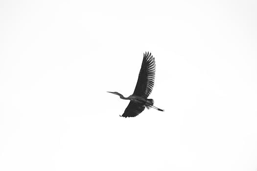 Immagine gratuita di aereo, aggraziato, airone