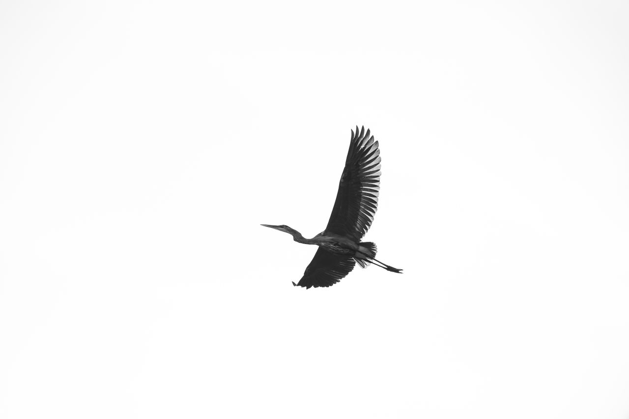 dramatic black and white silhouette of a bird soaring through the sky