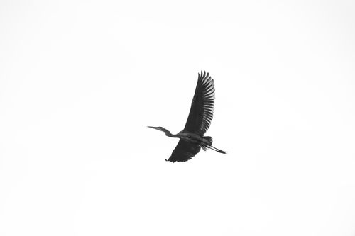 Free Dramatic black and white silhouette of a bird soaring through the sky, showcasing elegant wing spread. Stock Photo