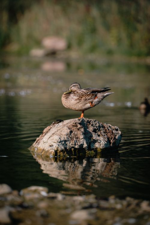 Free A solitary mallard duck stands on a rock in a serene pond surrounded by nature. Stock Photo