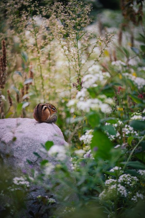 Free A chipmunk sits on a rock surrounded by blooming wildflowers, creating a serene nature scene. Stock Photo