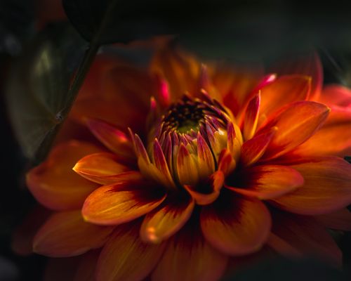 Free Close-up of a vibrant orange dahlia flower in Wenatchee, showcasing its rich color and intricate details. Stock Photo