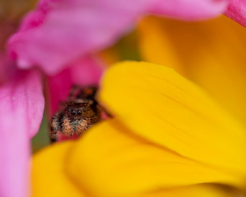 Free Close-up of a jumping spider nestled between vibrant yellow and pink petals in Wenatchee, WA. Stock Photo