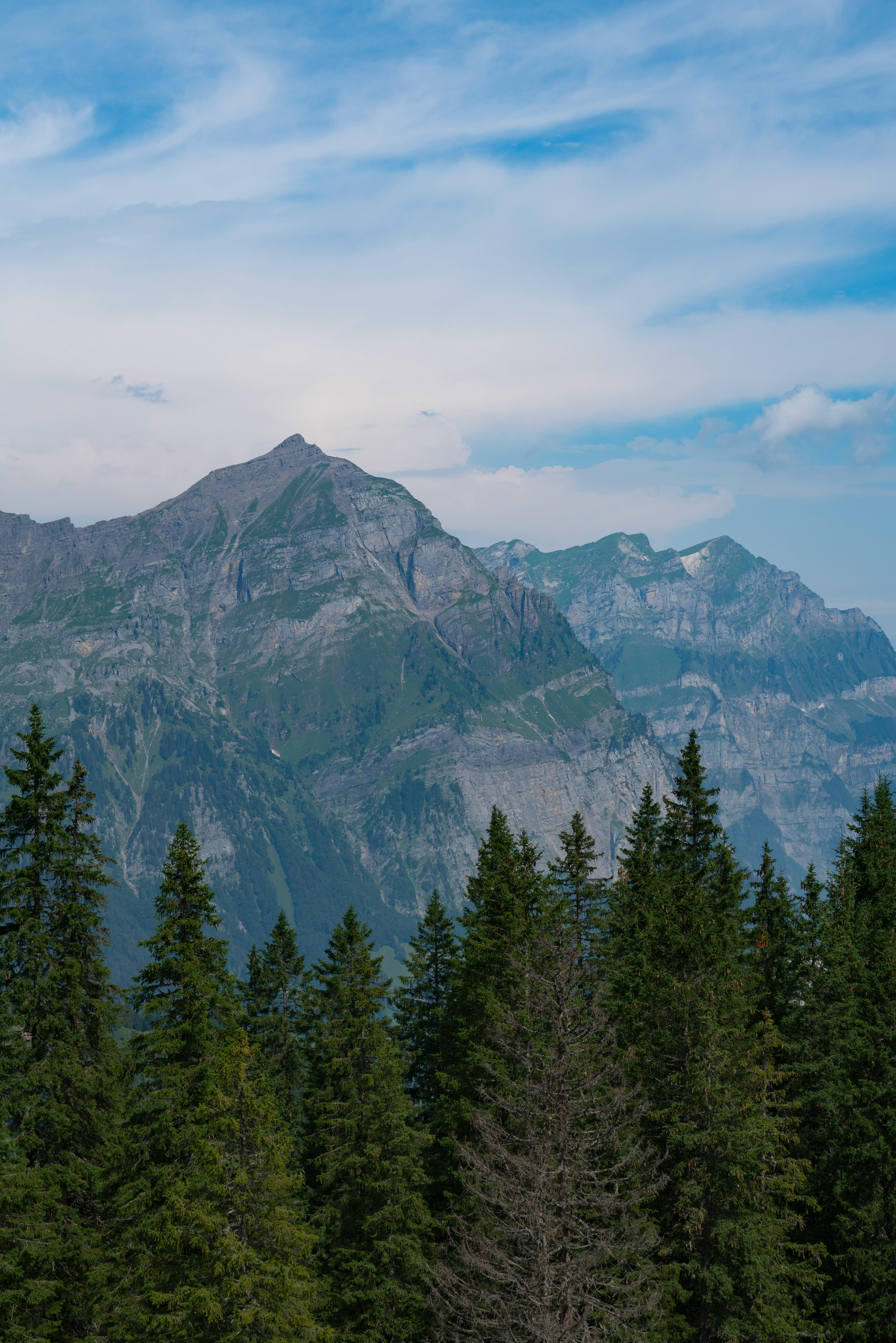 A stunning view of the Alpine mountain range with lush pine forest in the foreground.