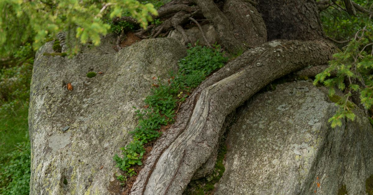 Tree Roots Hugging Rocks Tree Roots Embracing a Rock in Forest Setting · Free Stock Photo