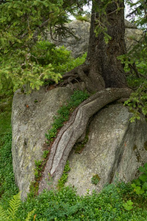 Tree Roots Wrapping Around Rocks Tree Roots Embracing a Rock in Forest Setting · Free Stock Photo