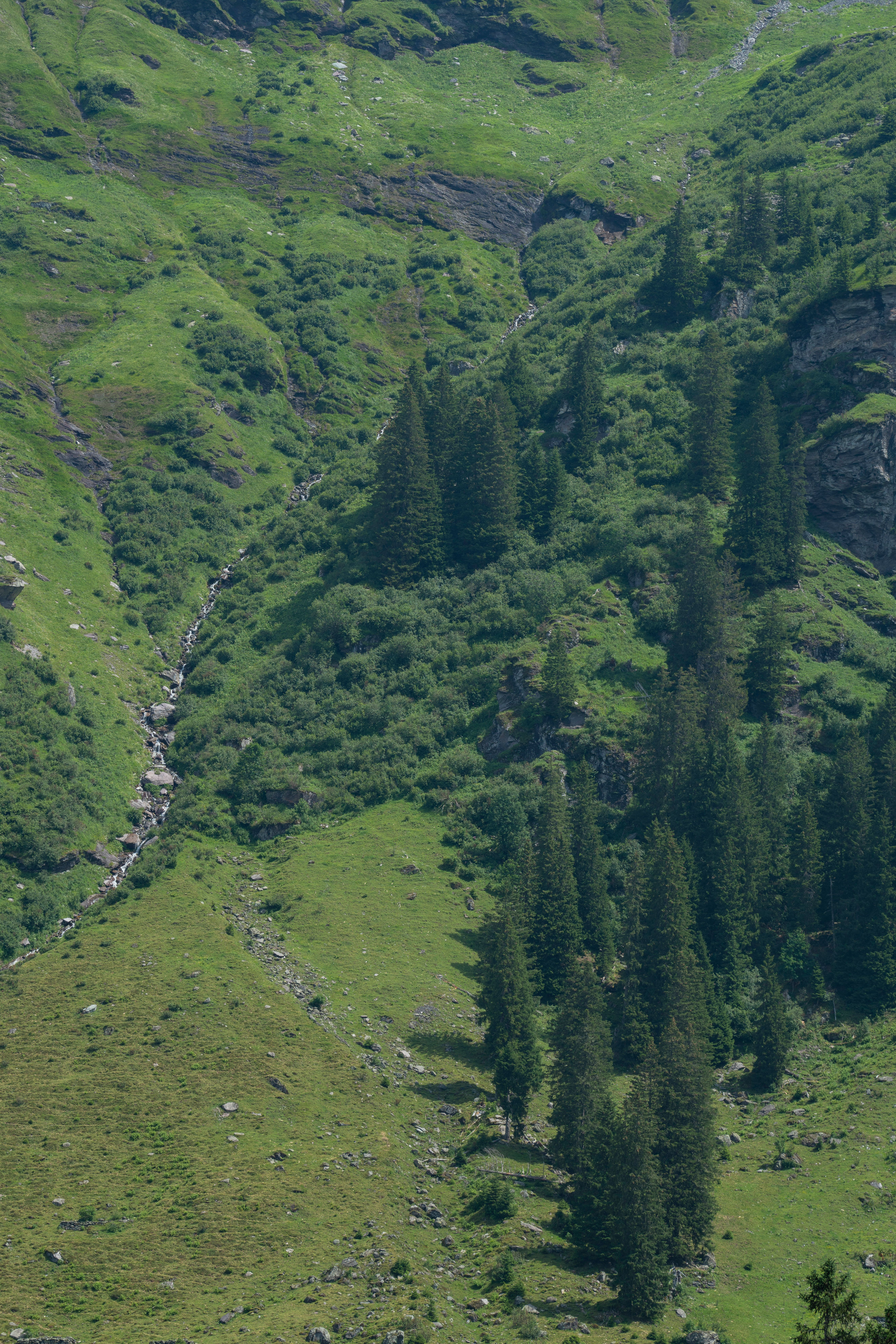 Lush Green Forested Mountain Landscape · Free Stock Photo