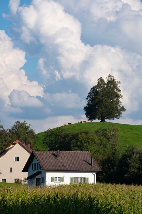 Scenic Rural Landscape with Lone Tree and Houses · Free Stock Photo