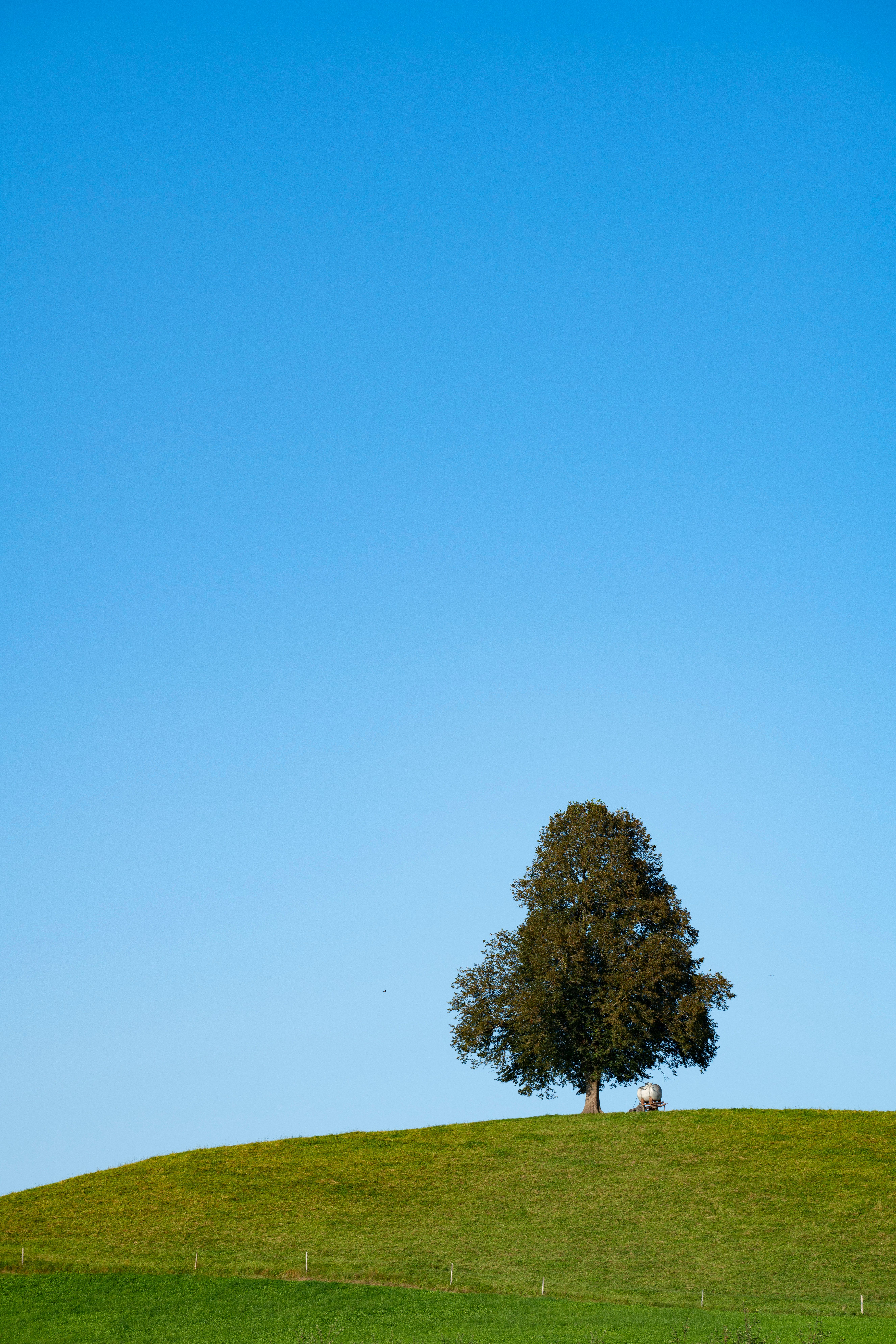 Serene Landscape with Lone Tree on Hill · Free Stock Photo