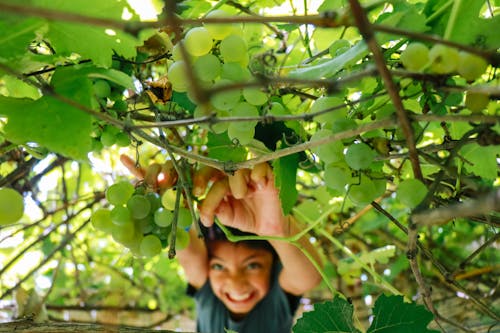 Smiling Toddler Picking Grapes