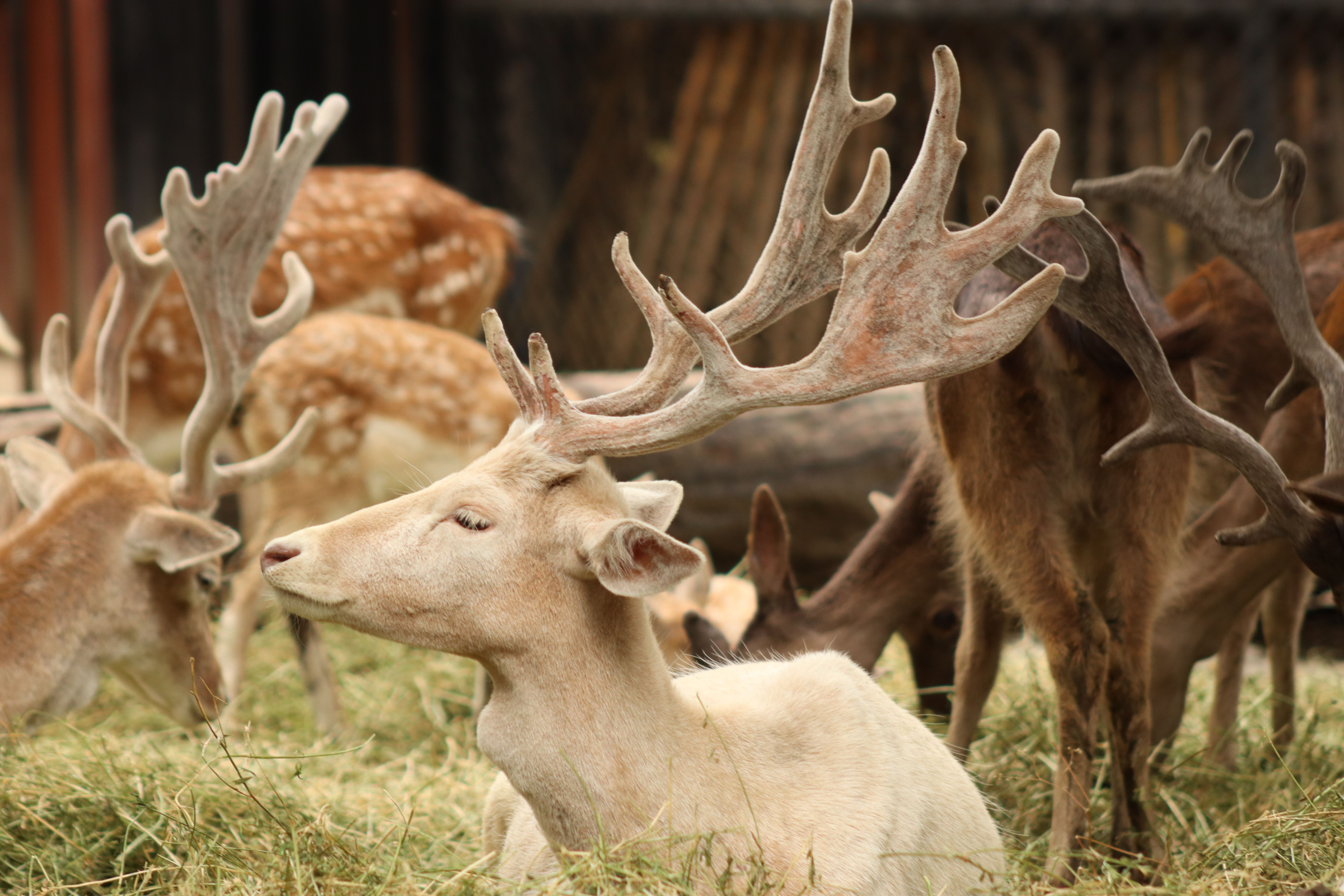 Hog Deer Creek