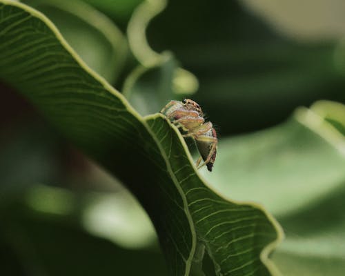 Foto profissional grátis de animal, aranha, aranha-saltadora