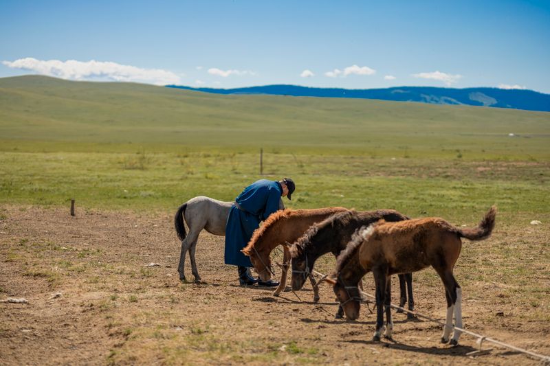 Pastor nómada con caballos en la estepa mongol