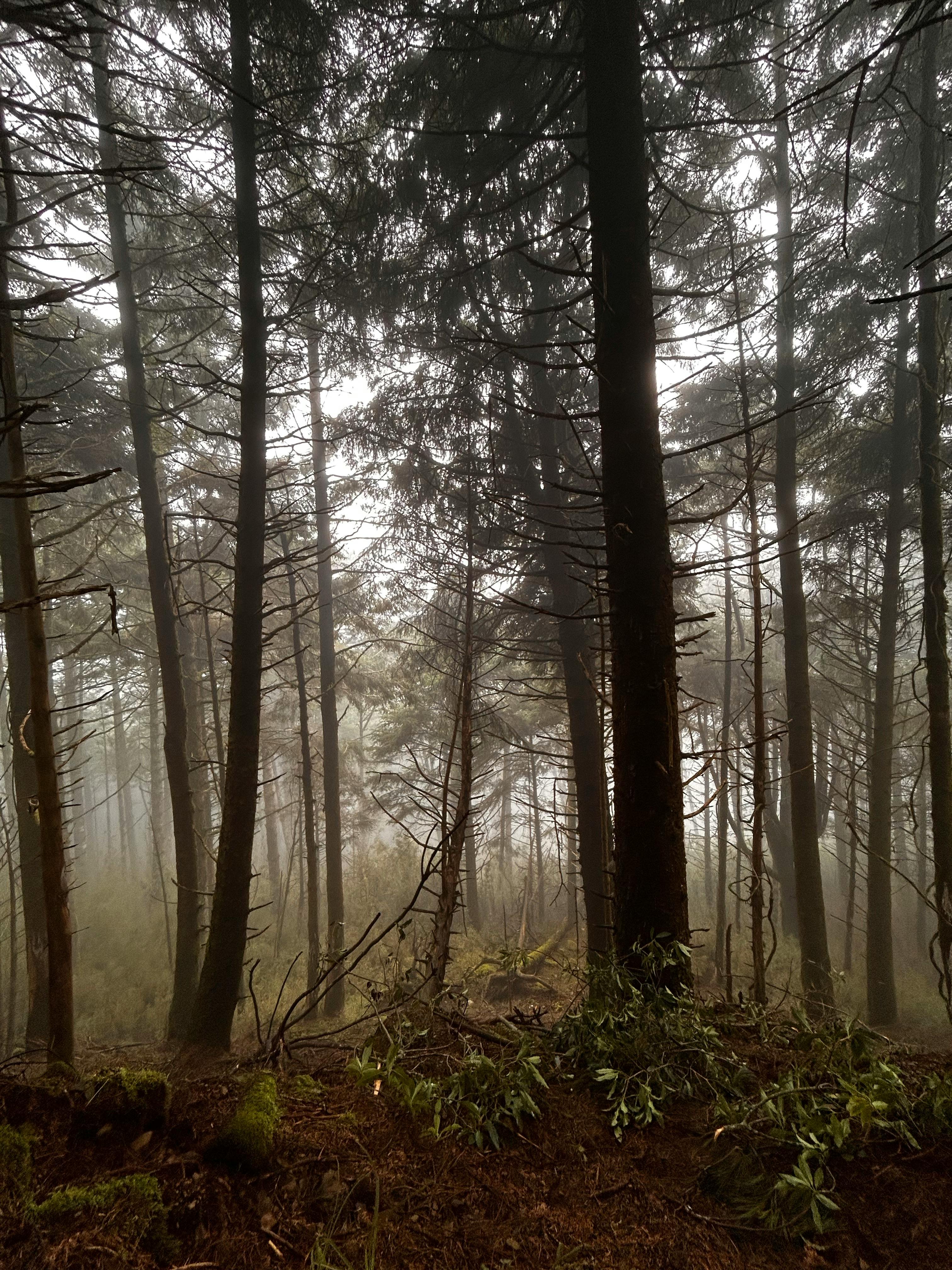 Serene misty forest with tall trees enveloped in dense fog.