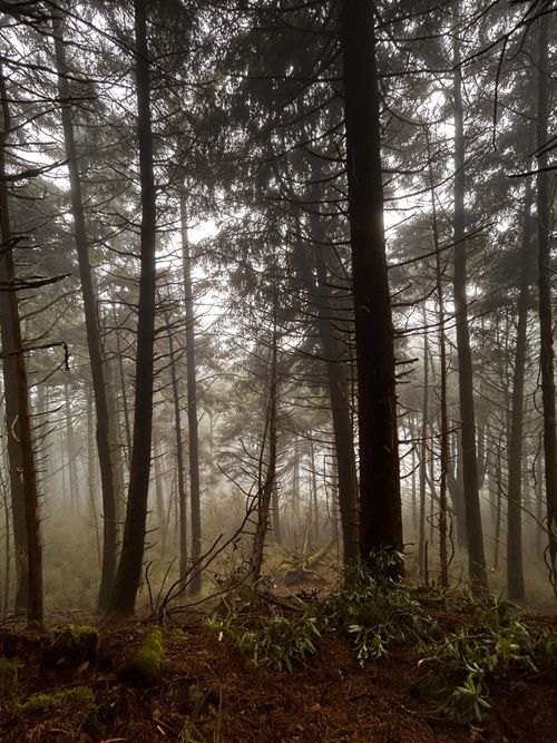 Free Serene misty forest with tall trees enveloped in dense fog. Stock Photo