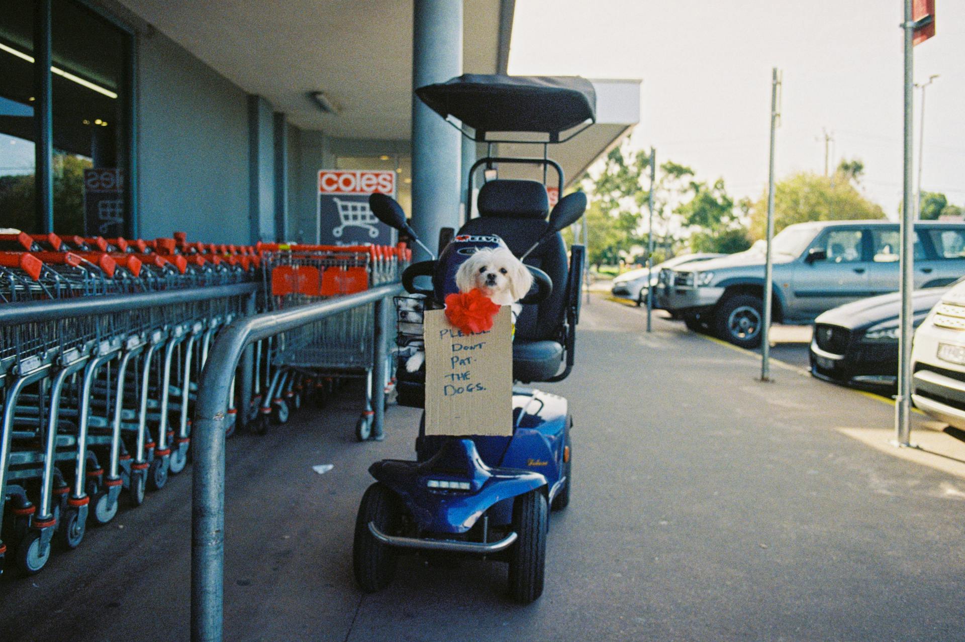 Adorable Dog on Mobility Scooter at Supermarket