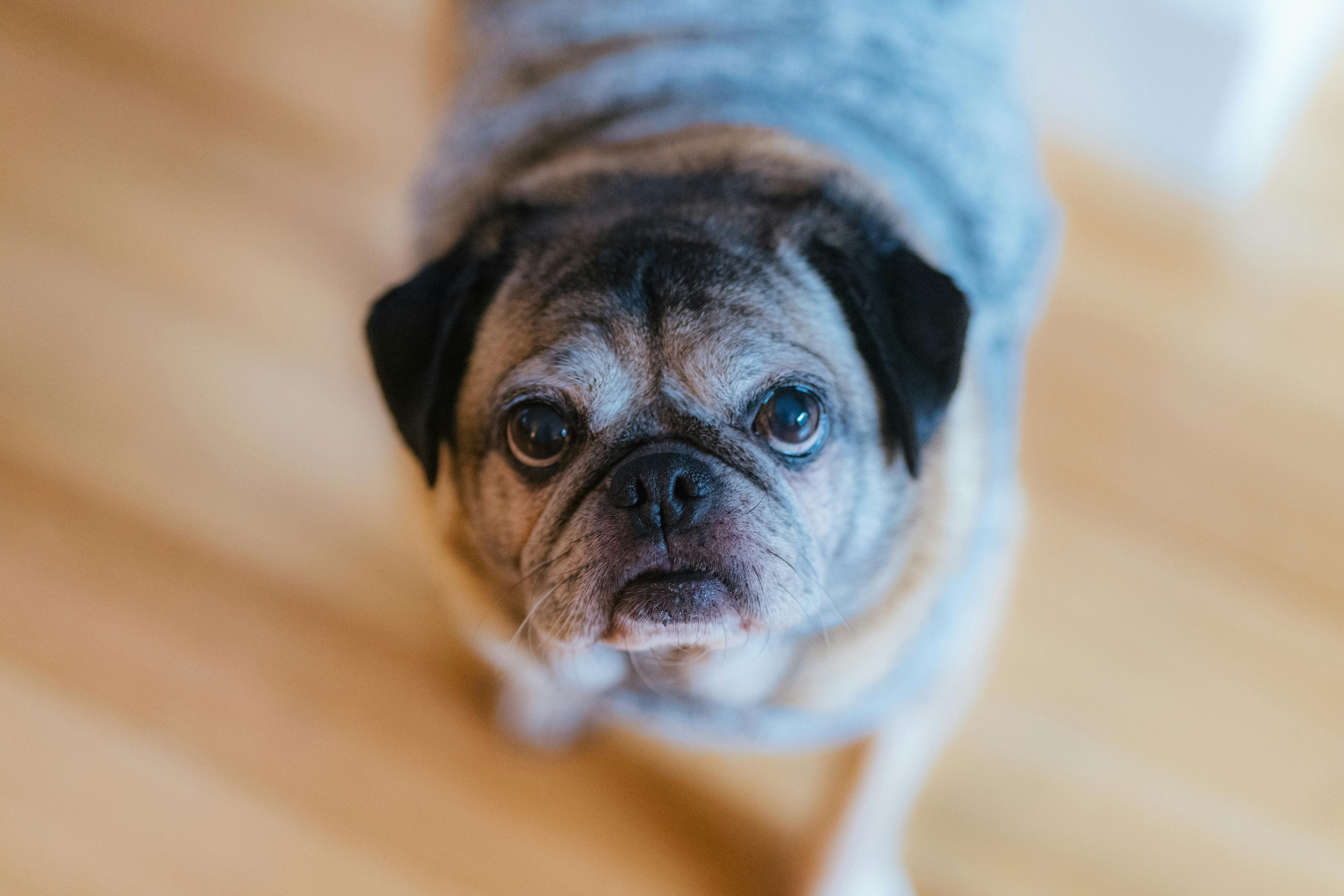 Close-up Portrait of a Senior Pug Dog Indoors