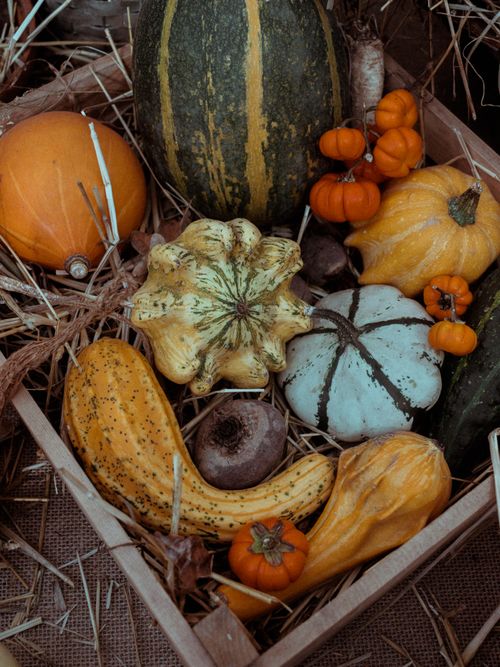 Free Various autumn gourds and pumpkins arranged in a rustic box, ideal for fall themes. Stock Photo