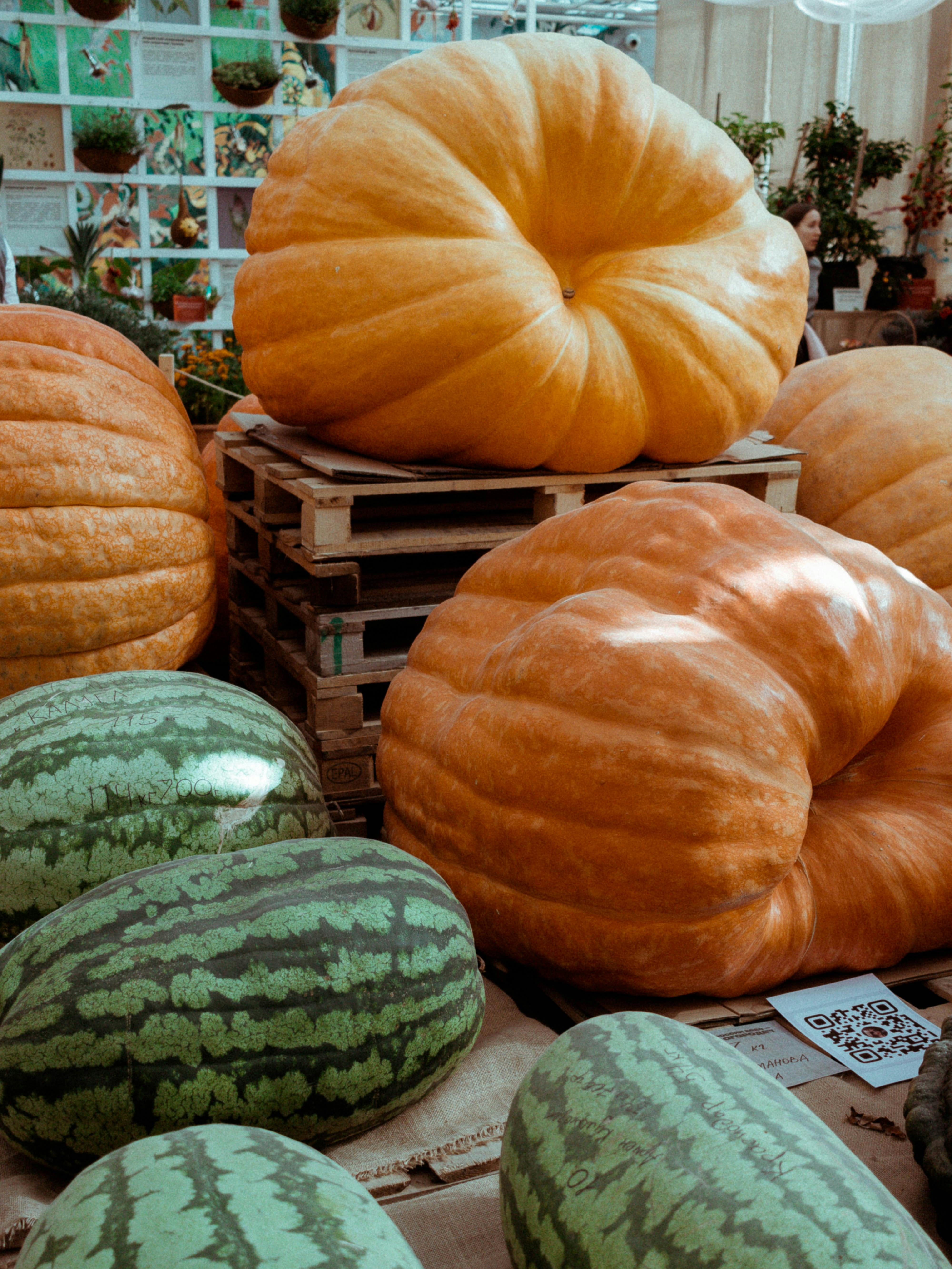 A vibrant display of oversized pumpkins and watermelons stacked on wooden pallets.
