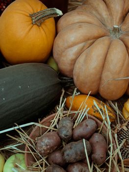 Squash Pumpkin Sweet Potato
