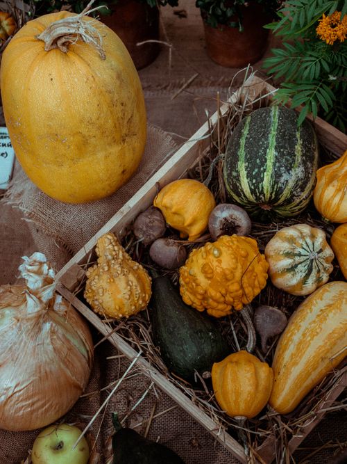 Free Rustic autumn harvest display featuring assorted gourds and onions on burlap. Stock Photo