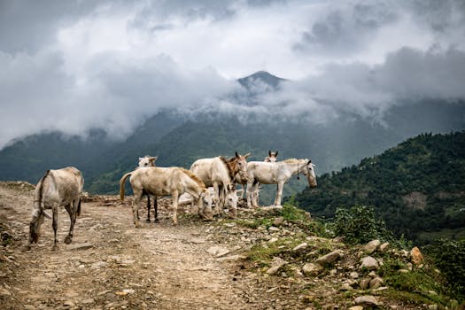 Herd of horses grazing on a mountain path in Nepal, with misty clouds and lush greenery.