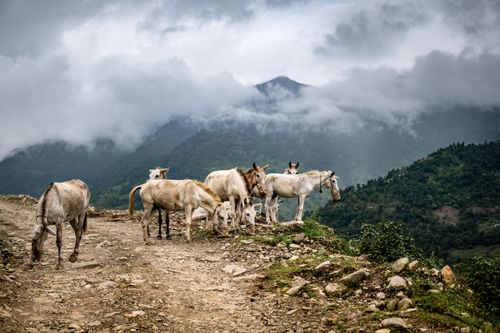 Free Herd of horses grazing on a mountain path in Nepal, with misty clouds and lush greenery. Stock Photo