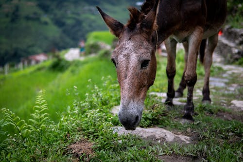 Základová fotografie zdarma na téma hnědá mezek, hnědý kůň, horské zvíře