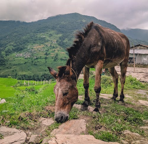 Gratis Fotos de stock gratuitas de animal, annapurna, caballo Foto de stock