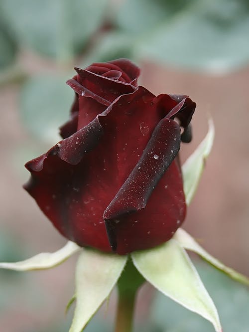 Free stock photo of beautiful roses