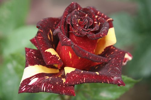 Free stock photo of beautiful roses