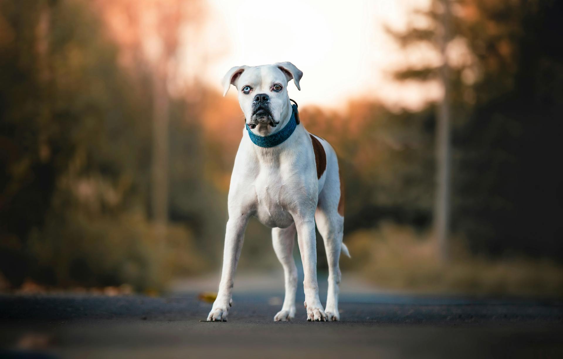 Boxerhond op de weg in de herfst