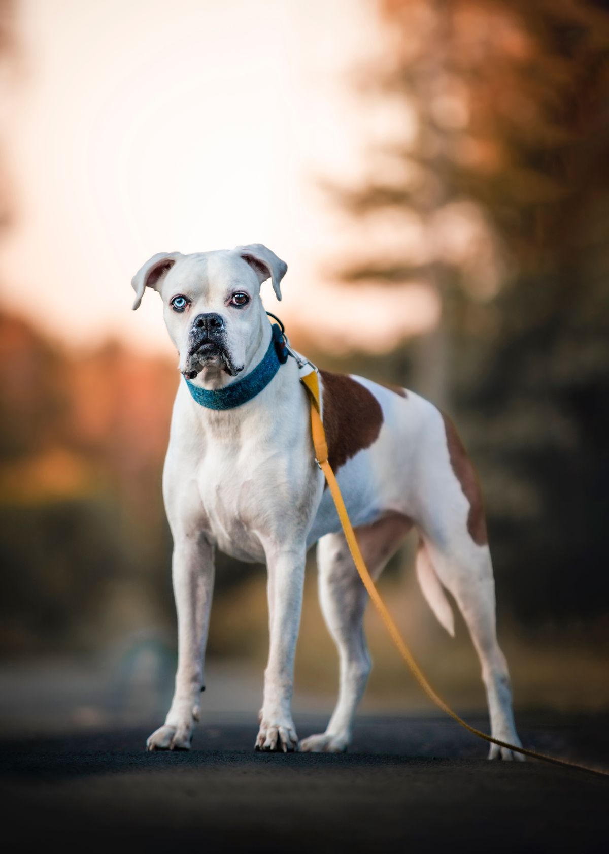 Why More Dog Owners Are Ditching the Park for Private Fields